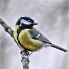 Great Tit